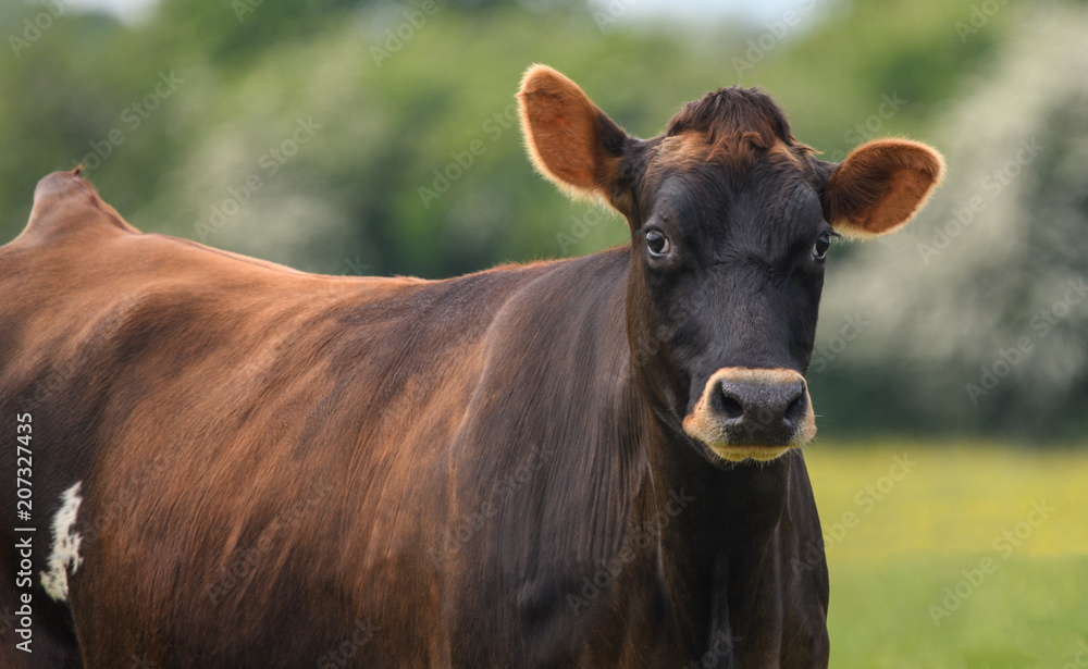 A close up of a brown cow in a field