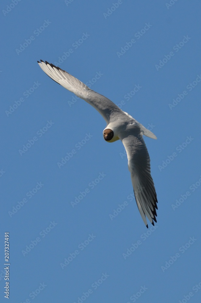 Mouette rieuse (Chroicocephalus ridibundus) Mouette rieuse (Chroicocephalus ridibundus)