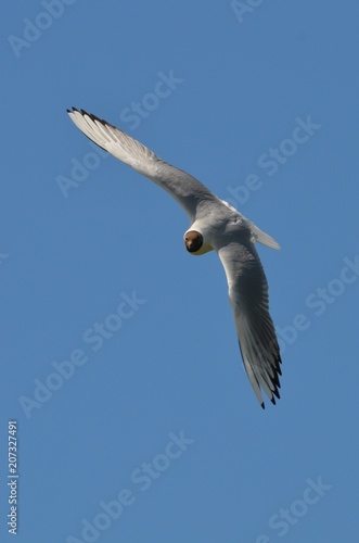 Mouette rieuse  Chroicocephalus ridibundus 