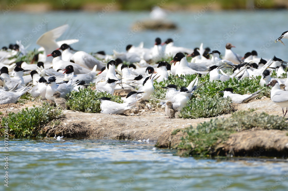 Fototapeta premium Sterne caugek (Thalasseus sandvicensis)