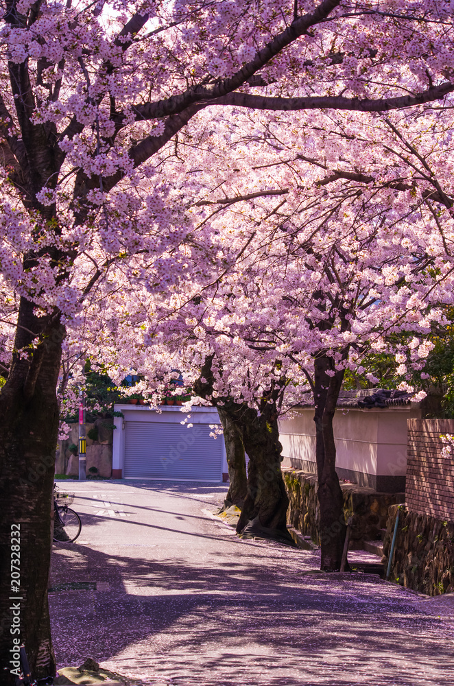 Naklejka premium 桜散る住宅街の風景