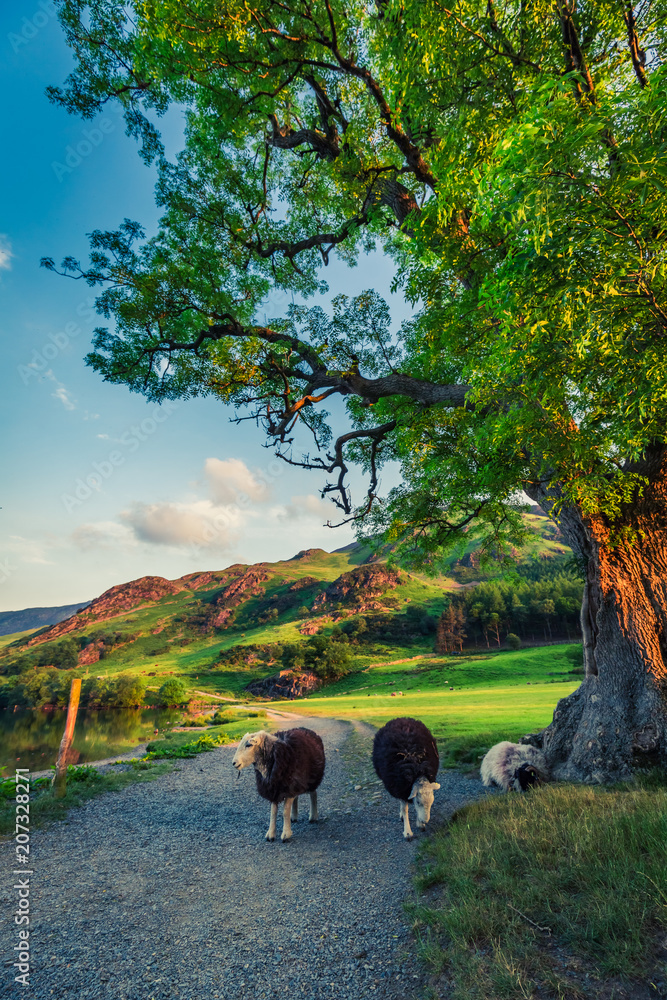 Naklejka premium Sheeps on footpath in the Lake District at sunset, England