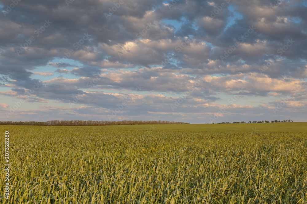 The movement of the thunderclouds over the fields of winter wheat in early spring in the vast steppes of the Don. The movement of the thunderclouds over the fields of winter wheat in early spring in the vast steppes of the Don.