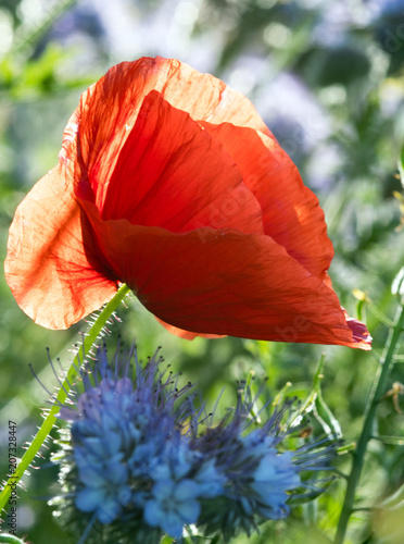 Fototapeta Naklejka Na Ścianę i Meble -  Summer happiness, love of life:  closeup view of red corn poppy :)