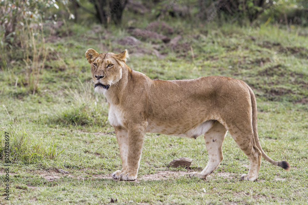 Lioness in the Masai Mara National Park in Kenya Lioness in the Masai Mara National Park in Kenya