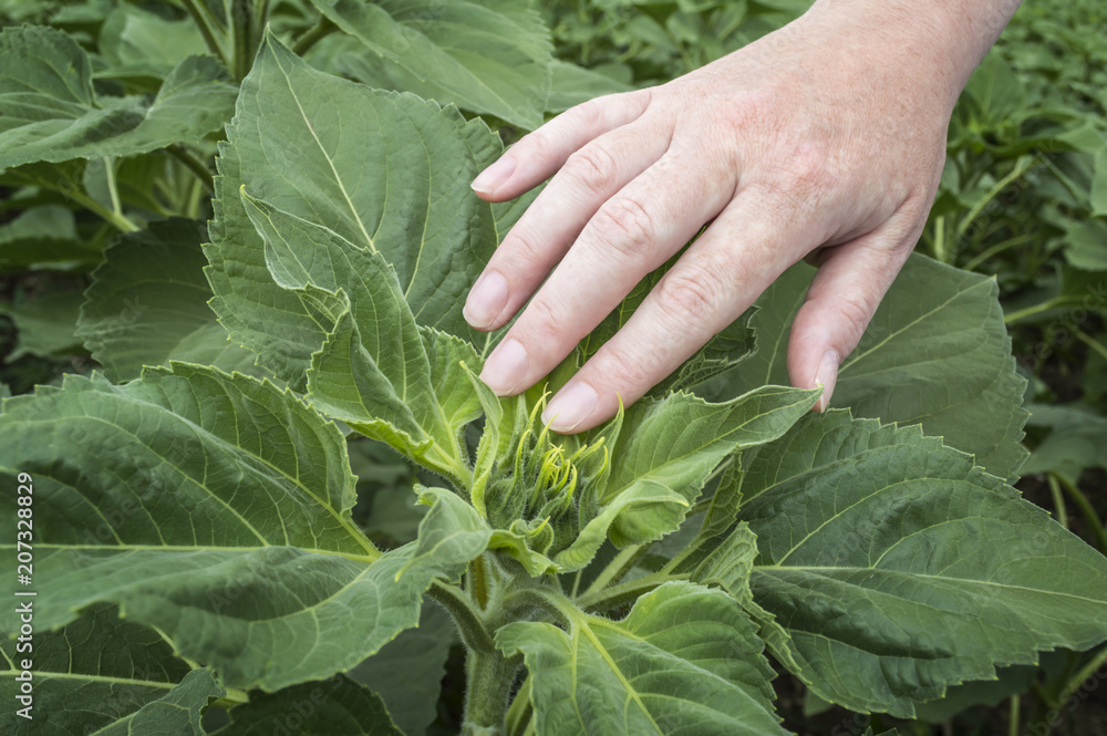 Farmer examining crop of sunflowers in the field. Farmer examining crop of sunflowers in the field.