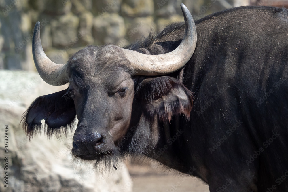 Portrait of cape buffalo head and horn,dangereous animal Portrait of cape buffalo head and horn,dangereous animal