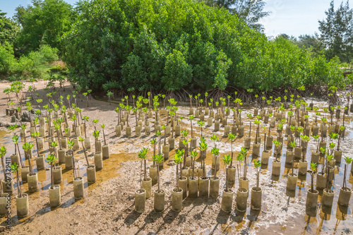 Planting mangroves replacement. This reduces the problem of coastal erosion and create habitat for aquatic surface.