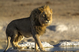 Male lion going for a drink in the Etosha National Park in Namibia