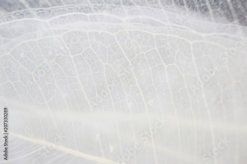 Macro structure white delicate skeletonized leaf of ficus Ficus benjamina in water and air bubbles photo