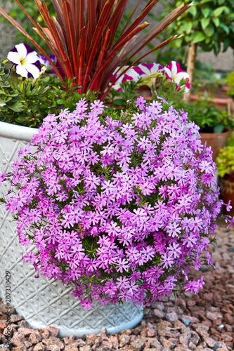 Summer flower container with phlox creeping