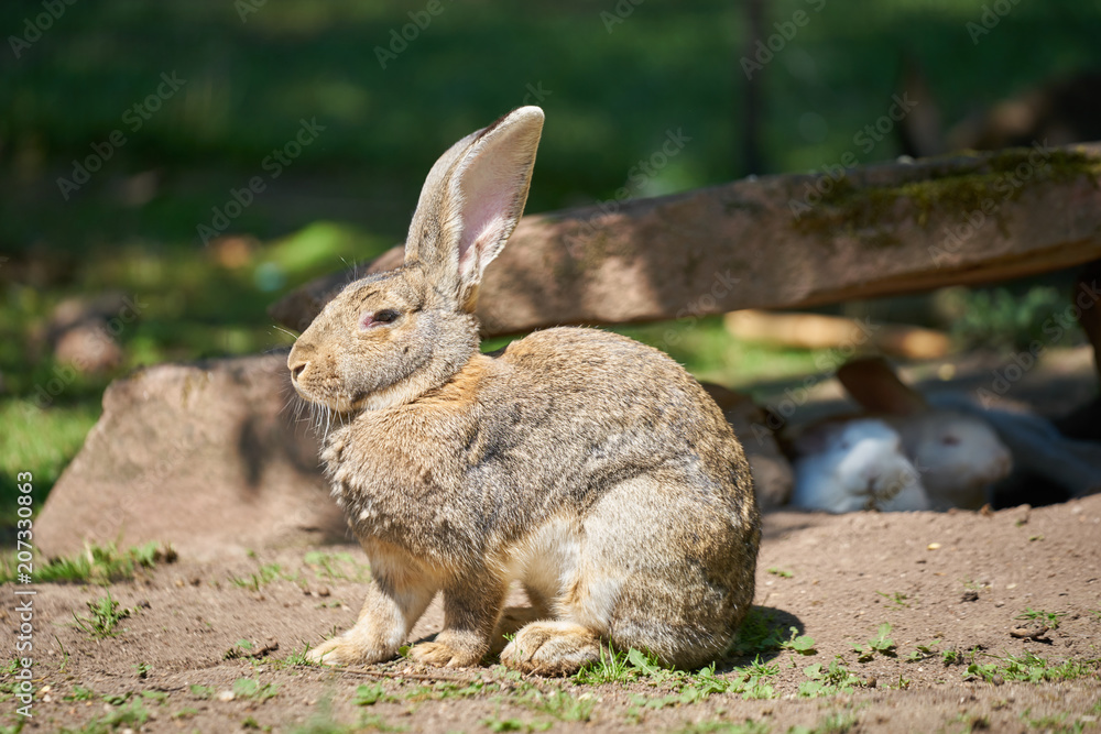 Flemish giant rabbit on a sunny day with other sleeping rabbits in background Flemish giant rabbit on a sunny day with other sleeping rabbits in background