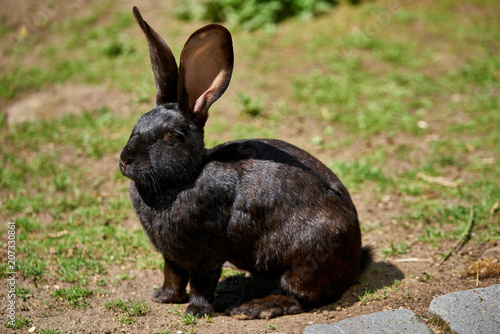 Photography Black flemish giant rabbit on a sunny day