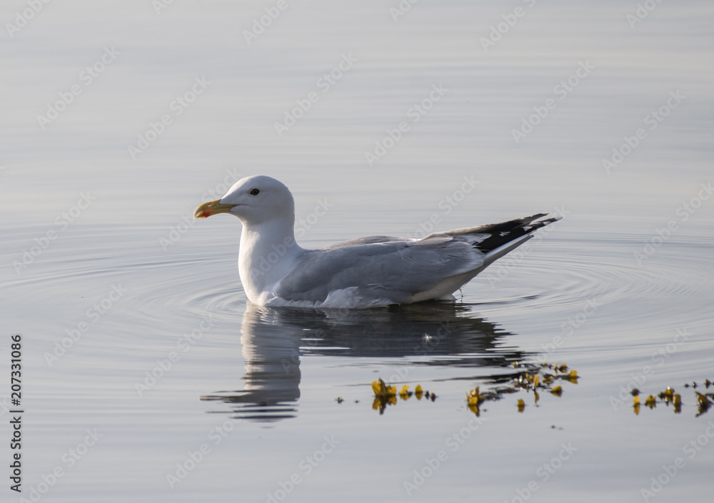 Fototapeta premium Möwe schwimmt im Meer