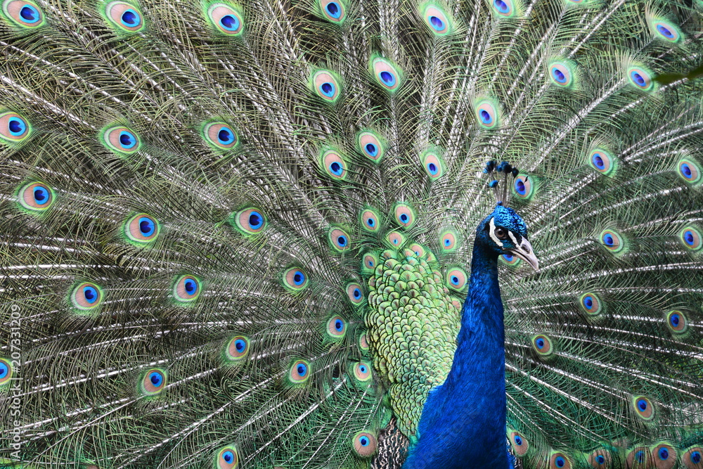 Obraz premium Awsome peacock