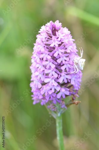 Fotografie Araignée crabe et Orchis pyramidal