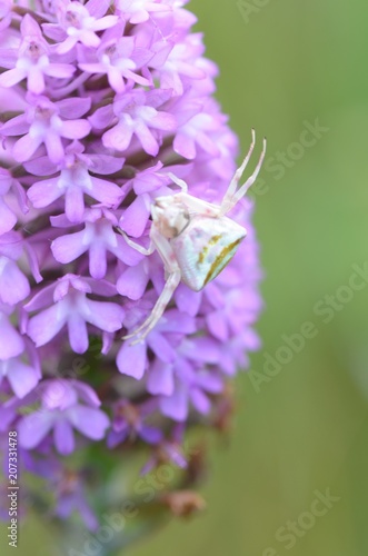 фотографія Araignée crabe et Orchis pyramidal