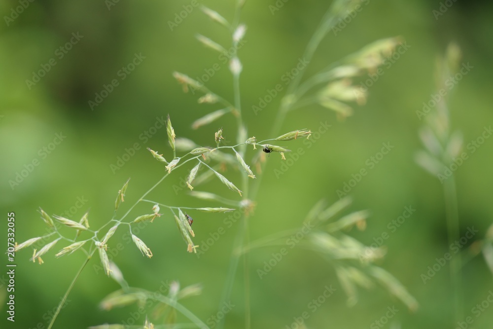 Grashalme, Wiese, Gräser, mit kleinem Käfer, Bokeh Grashalme, Wiese, Gräser, mit kleinem Käfer, Bokeh