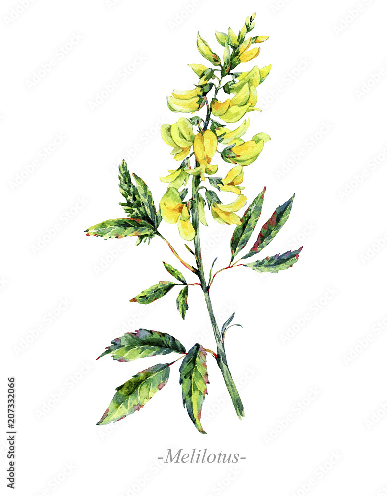 Watercolor summer medicinal flowers, Melilotus plant Watercolor summer medicinal flowers, Melilotus plant