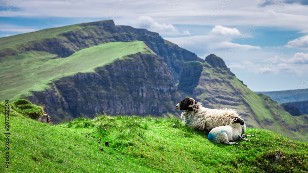 View to sheeps on green hills in Quiraing in Scotland