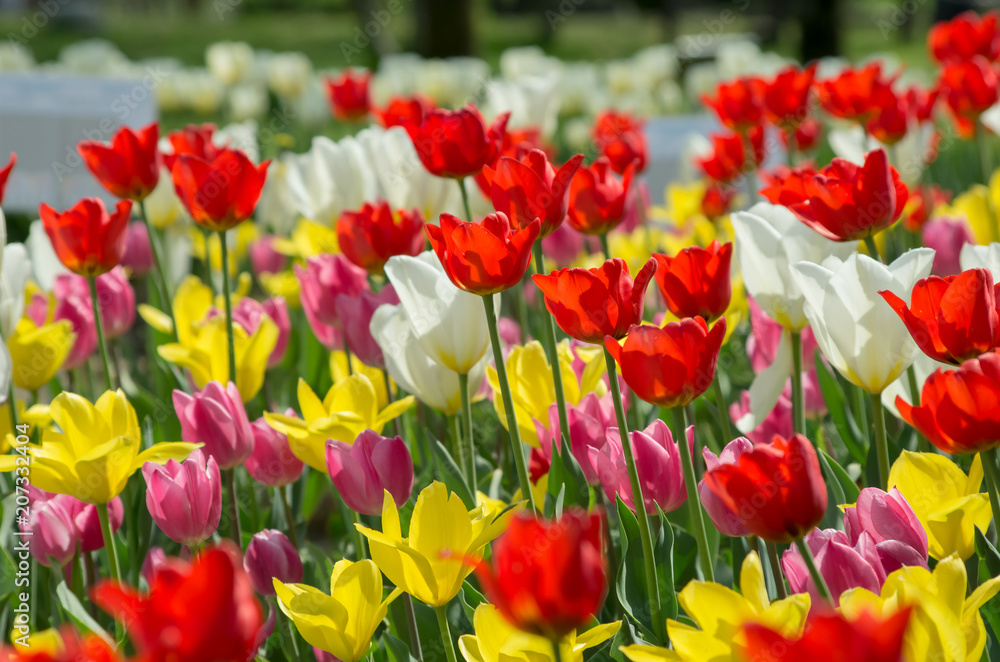 Fototapeta premium チューリップ畑