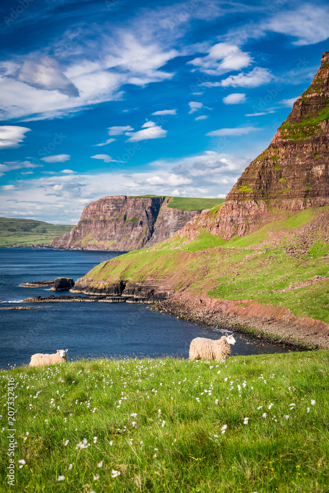 Fototapeta premium View to sheeps on the coast, Scotland, United Kingdom