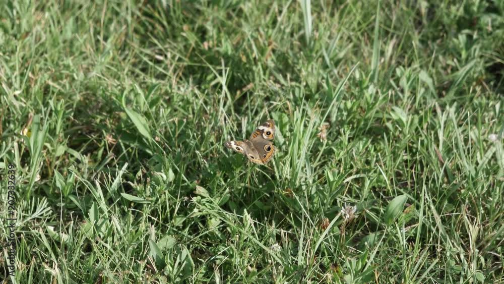 Common buckeye butterfly flapping and warming its wings at sunset.