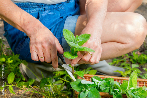 Female hand with scissors cuts fresh mint in the garden