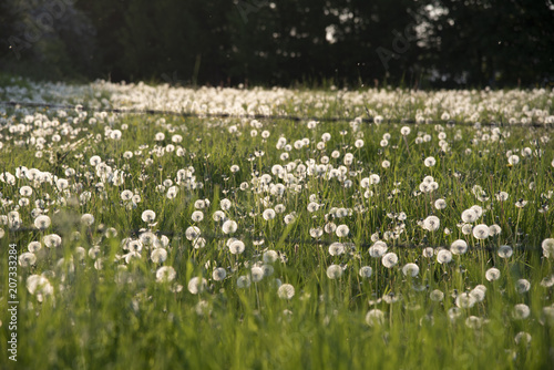 Fototapeta Naklejka Na Ścianę i Meble -  Pusteblumenwiese
