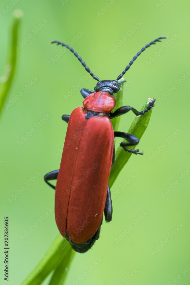 Fototapeta premium Black-Headed Cardinal Beetle (Pyrochroa coccinea), rear view