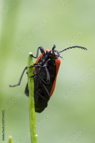 Black-Headed Cardinal Beetle (Pyrochroa coccinea), front view