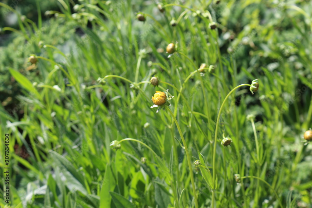 Yellow flower blooming on the garden Yellow flower blooming on the garden