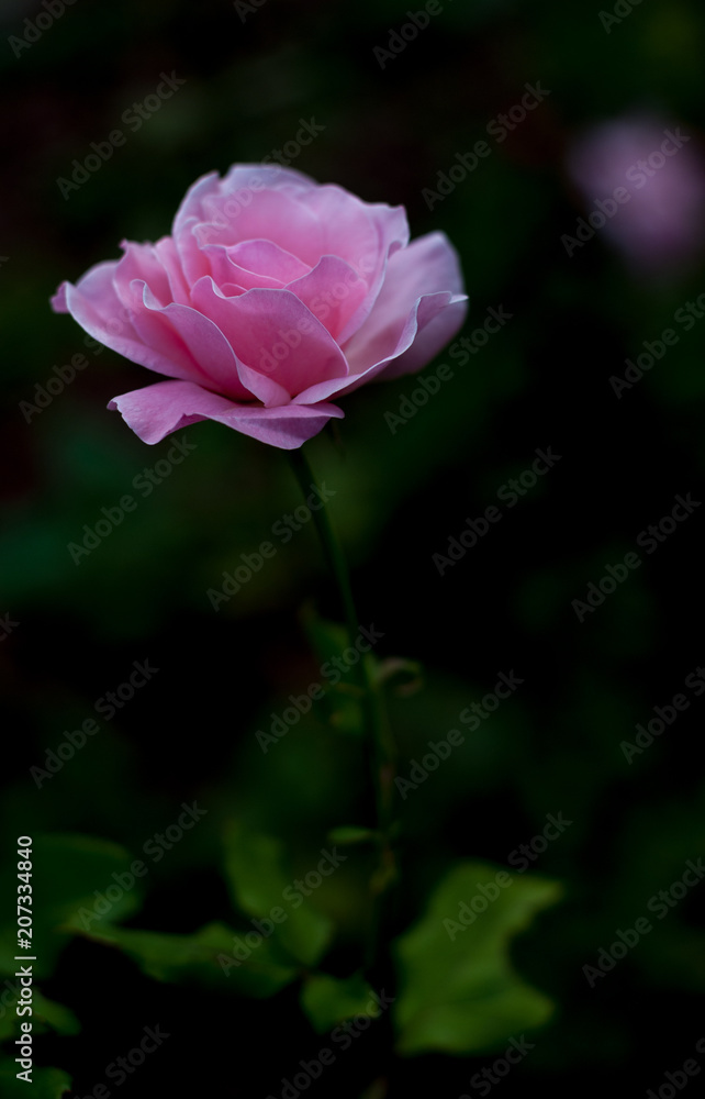 flower, pink, rose, nature, garden, blossom, bloom, plant, flora, green, beauty, petal, tulip, macro, flowers, spring, beautiful, love, petals, summer, red, purple, floral, color, blooming