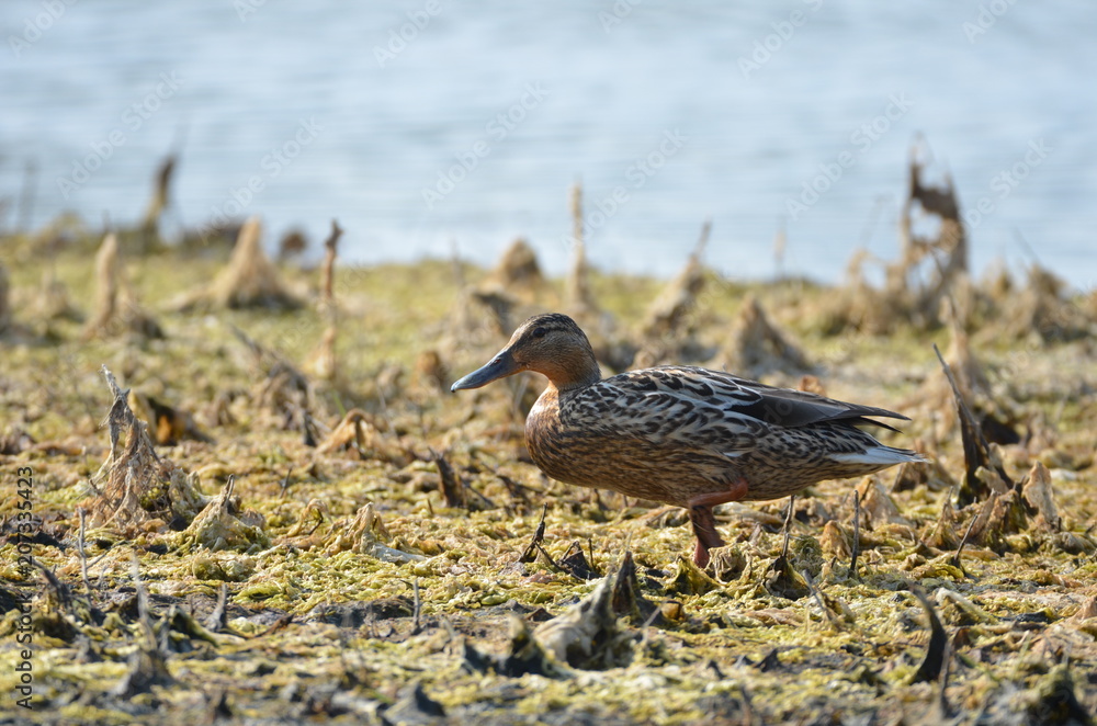 Canard colvert (Anas platyrhynchos) Canard colvert (Anas platyrhynchos)