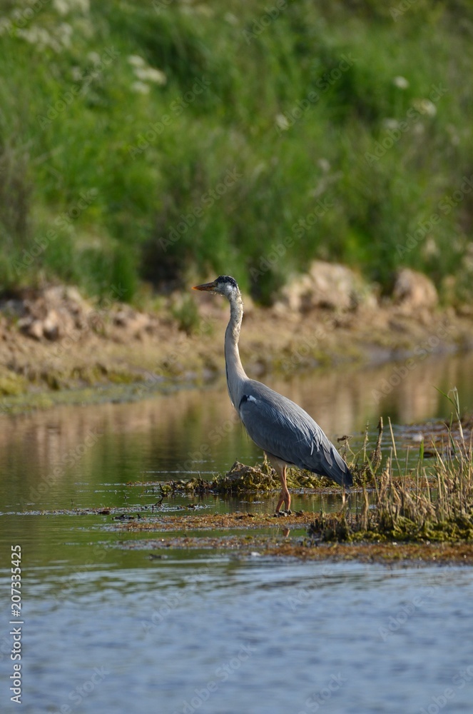 Naklejka premium Héron cendré (Ardea cinerea)