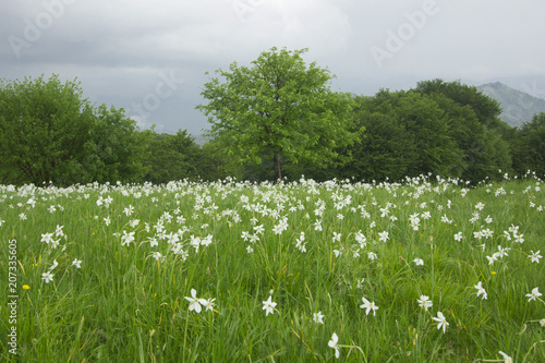 Fototapeta Naklejka Na Ścianę i Meble -  Narcisi bianchi su un prato 