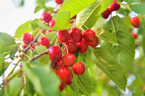 Red and sweet cherries on a branch just before harvest in early summer. Cherries hanging on a cherry tree branch.