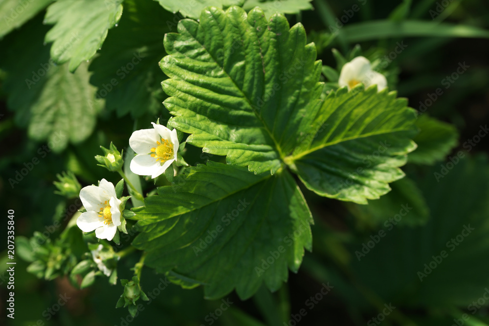 Blooming bush of strawberry Blooming bush of strawberry