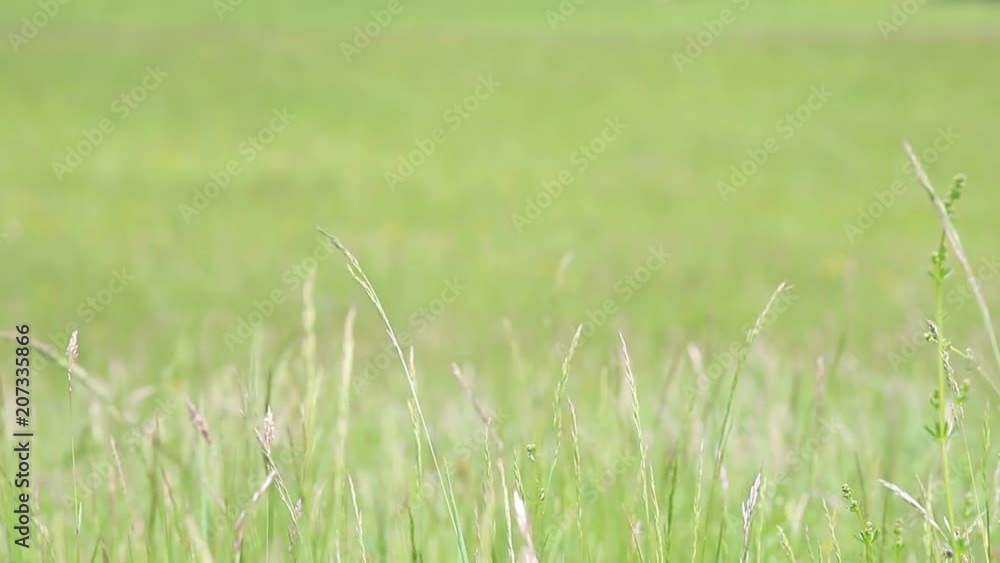 Background of spring meadow with grasses
Background of spring meadow with grasses