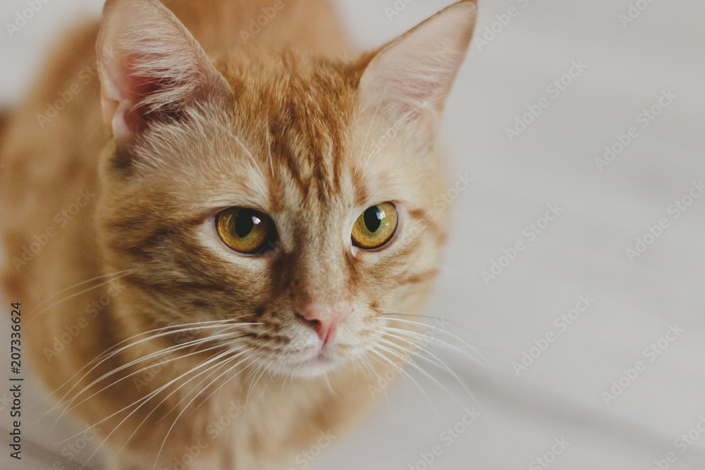 beautiful ginger cat