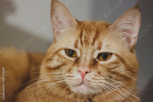 beautiful ginger cat © vladimirnoskov
