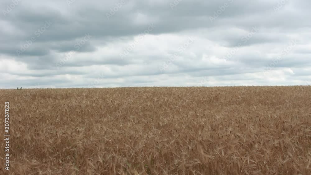 Beautiful field of wheat agricultural farming, wheat countryside, clouds Beautiful field of wheat agricultural farming, wheat countryside, clouds