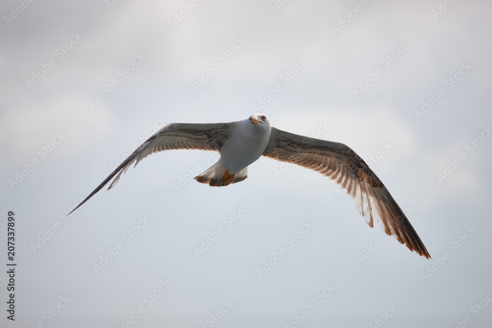 The white seagull soars flying against the background of the blue sky, clouds and mountains. The seagull is flying. The white seagull soars flying against the background of the blue sky, clouds and mountains. The seagull is flying.
