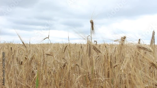 Beautiful field of wheat agricultural farming, wheat countryside, cloudy photo