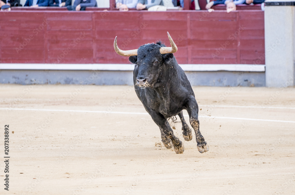 Fotografie bull running in bullring