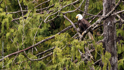 Bald Eagle on Tree