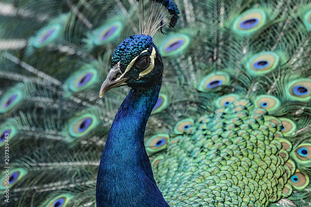 Obraz premium pavo real