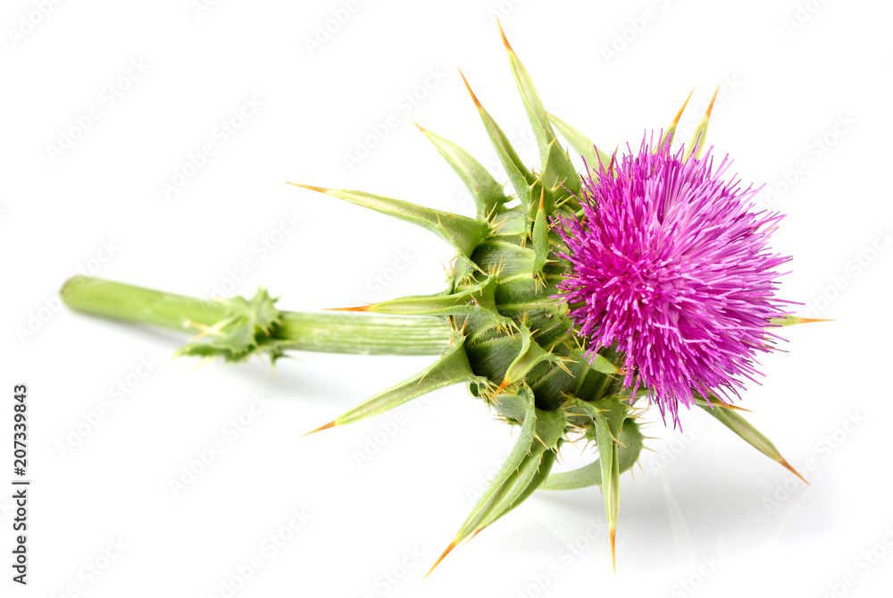 Obraz premium Rośliny medyczne. Ostropest plamisty (Silybum marianum) izolowane.