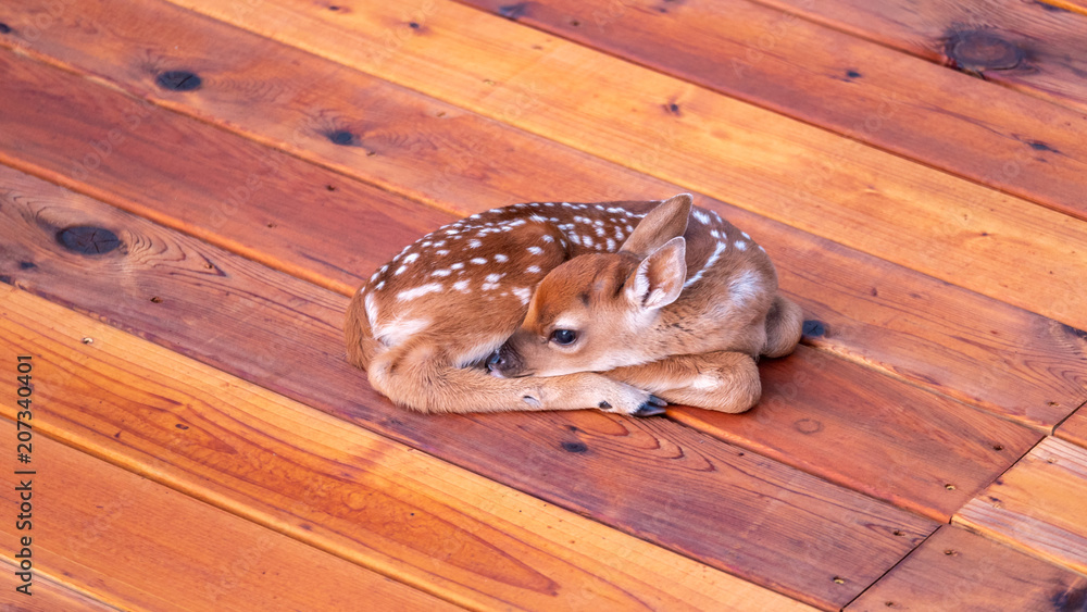 Fototapeta premium Small Deer Fawn Resting on Cedar Wood Deck