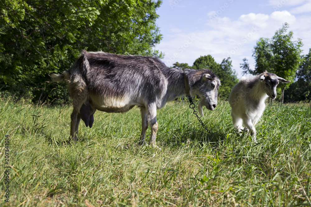 Fototapeta premium Two gray goats graze in the field on the green grass, near the forest. Mammalian animals are a mother with a child.